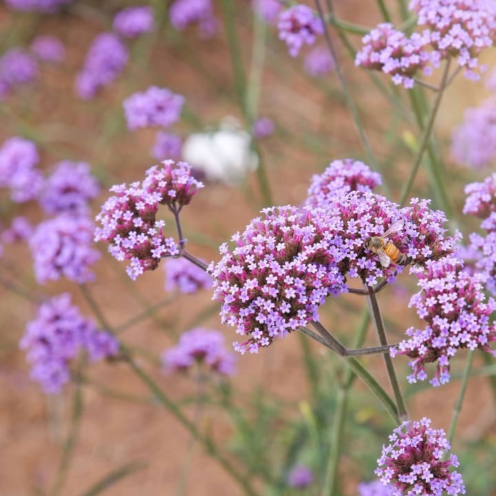 Jätteverbena 'Buenos Aires'